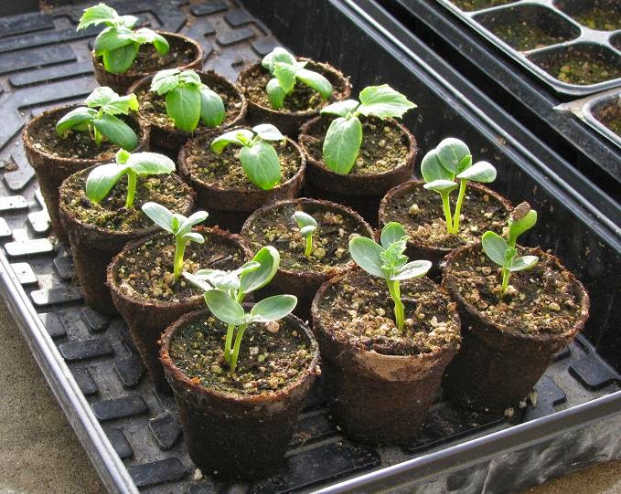 growing watermelons outdoors