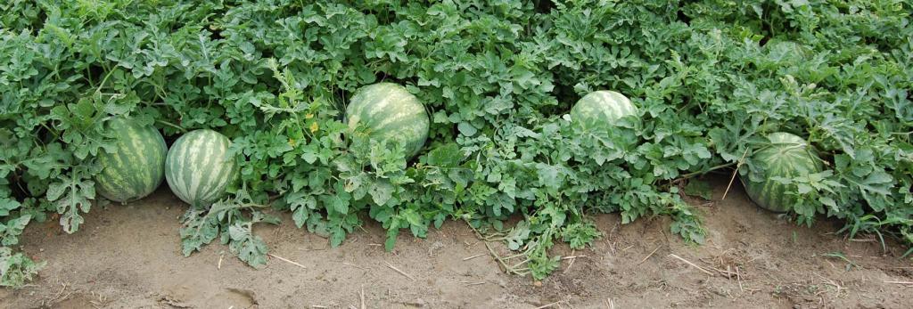 growing watermelons in Belarus in the outdoors
