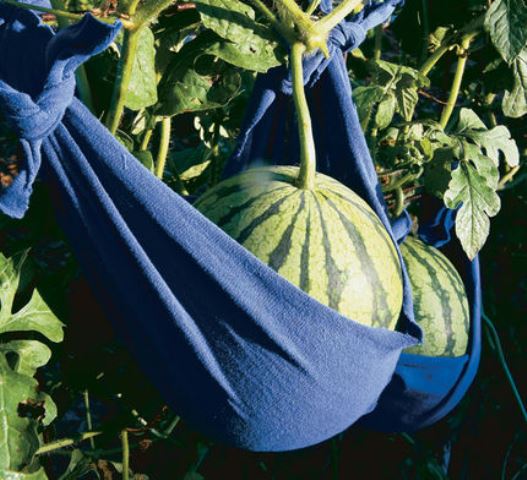 watermelon cultivation and maintenance outdoors