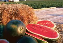 El cultivo de la sandía en el exterior: la tecnología, las características y recomendaciones