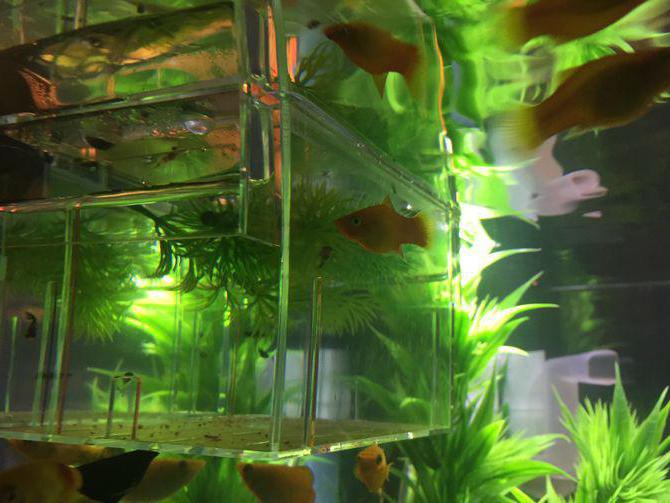 fish tank mollienesia
