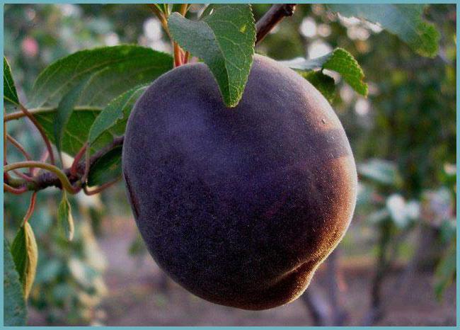 apricot schwarz Prinz Vorstadt