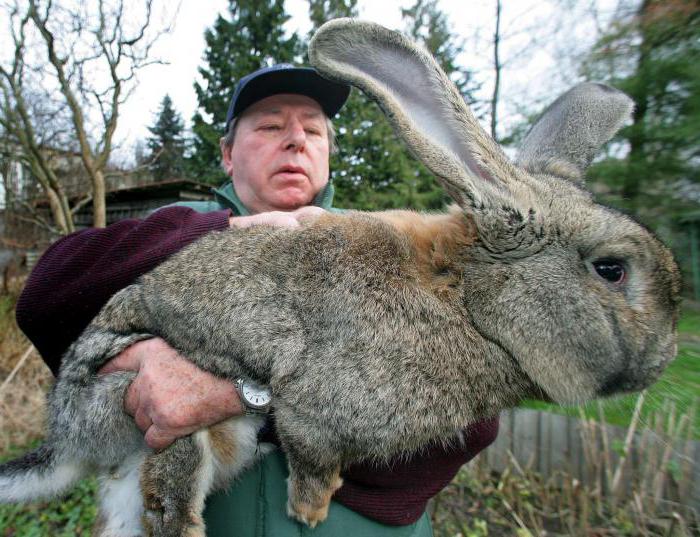 兔子品种的照片和名称