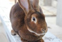 Rabbit breeds with pictures and names. Rabbits are the giants. Meat breed rabbits