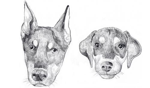 prova de orelhas em cães de idade
