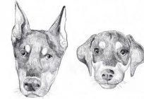 Das Kupieren der Ohren bei Hunden: das Alter der Tiere und der Preis der Operation