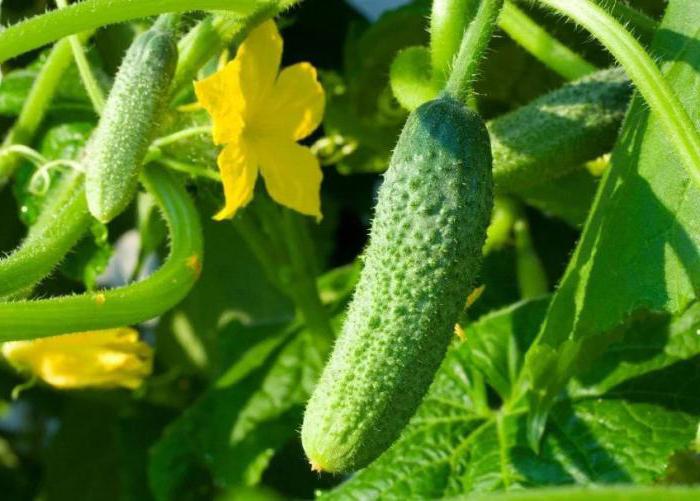 iodine for plants as a fertilizer for cucumbers