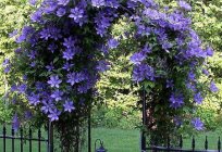 Undemanding perennial flowers that bloom all summer for your garden