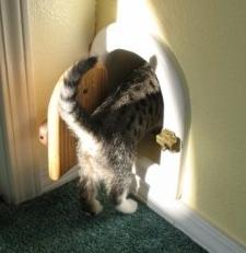 Como fazer porta para gatos
