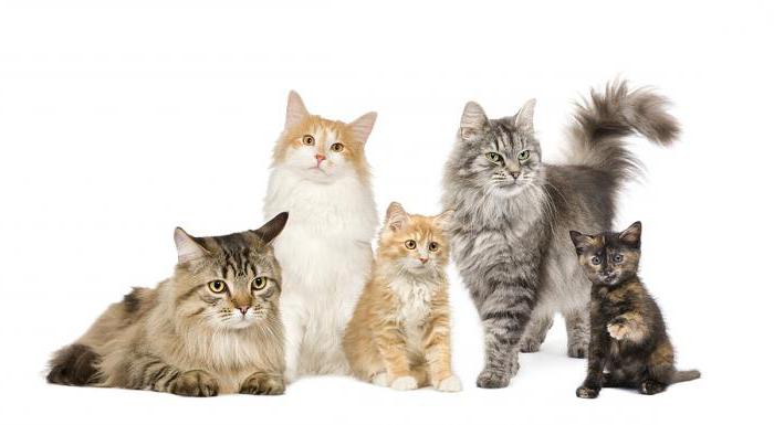 дирофиляриоз bei Katzen vorbeugen