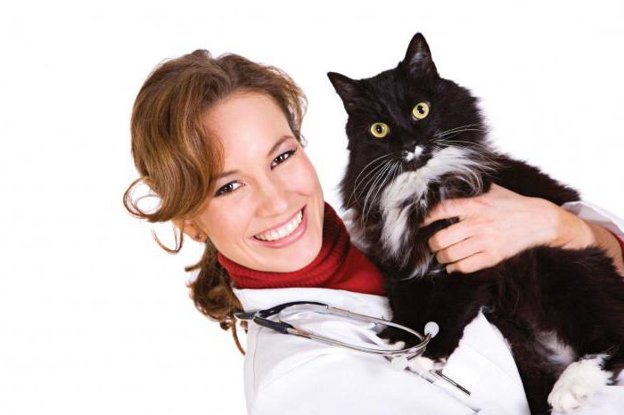 дирофиляриоз, os gatos são os sintomas o tratamento em casa