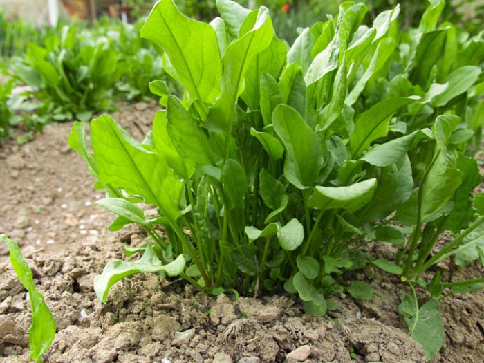 when to plant sorrel in the spring