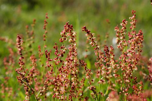 when to plant sorrel in the open ground