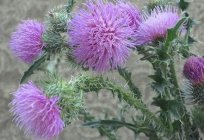 Amazing plant milk Thistle: indications for use