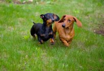 Tipos de dachshunds com fotos e nomes