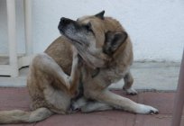 Власоеды bei Hunden: die sofortige Behandlung erforderlich