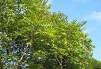 Ailanthus (ağaç): fotoğraf açıklaması