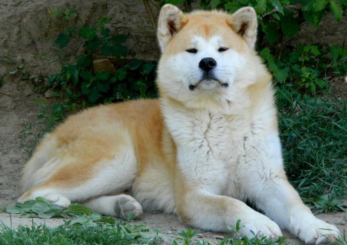 o akita é uma raça de cães de preço