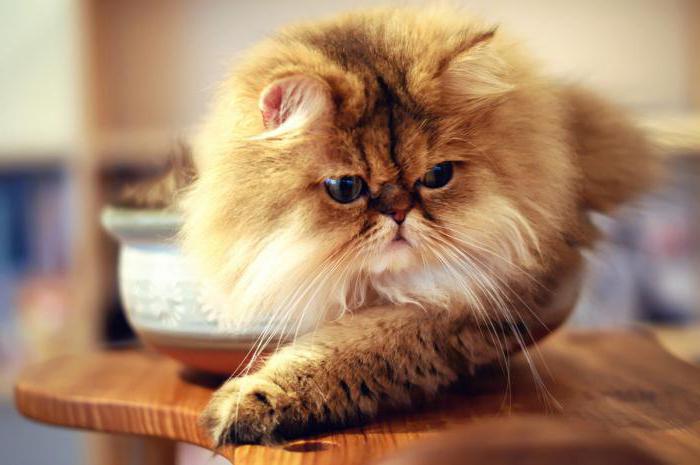 персідская котка апісанне