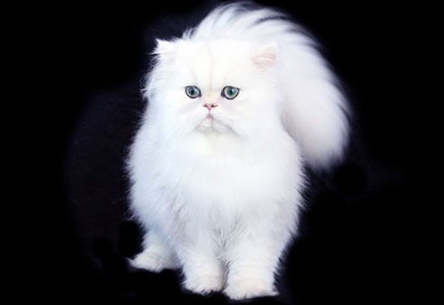 Persian cat character and habits