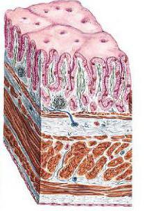 normal histology of the gastric mucosa