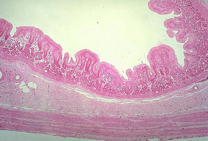 fundic section of the stomach histology