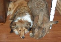 Los conejos flandres - el gigante de mascotas