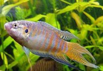 Fish Pets. Types of aquarium fish, compatibility and content