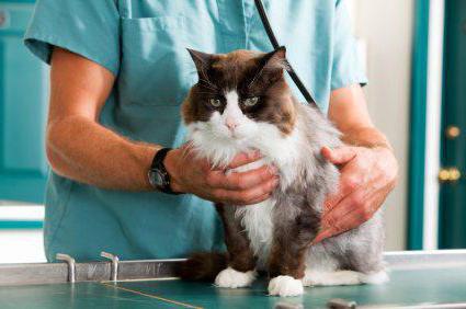 вітаміни для кастрованих котів від випадіння шерсті
