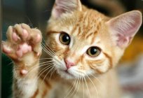O que é melhor escolher vitaminas para кастрированного gato?