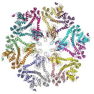 regulatorische Funktion von Proteinen