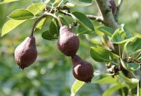 Pear Favorite Klappa: a description of the variety, the intricacies of growing and caring