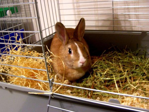 fur farming and rabbit breeding