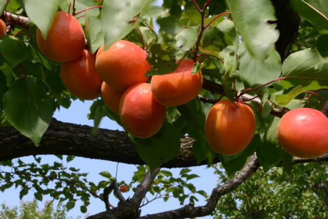 Apricot Favorit yields