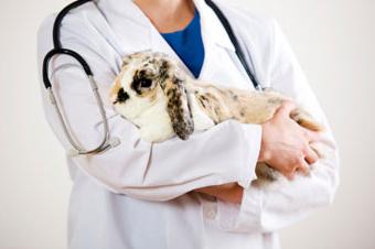 how to treat diarrhea in rabbits