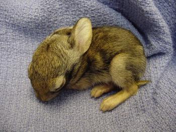 Krankheiten der Kaninchen Symptome und deren Behandlung