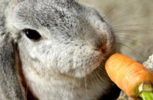 what to give rabbits diarrhea