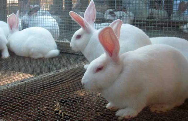 बीमारी खरगोश की सूजन के उपचार