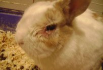 如何治疗腹泻，在兔子? 疾病的兔子：症状、治疗
