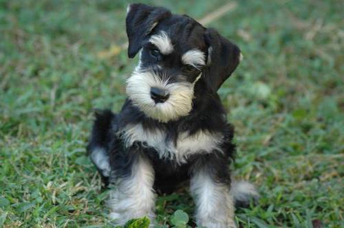 puppy miniature Schnauzer