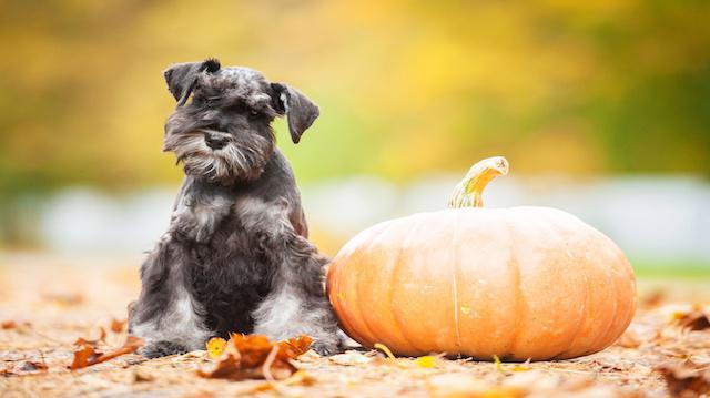 what to feed a miniature Schnauzer puppy
