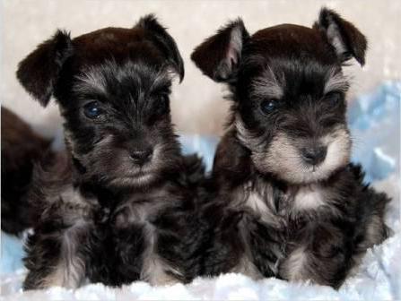 miniature Schnauzer puppies coat