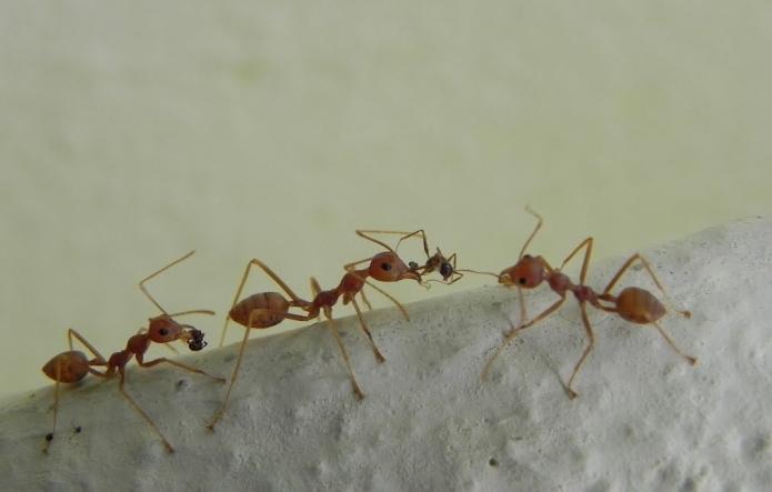 гель від мурах великий воїн