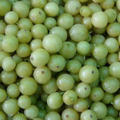 how to freeze gooseberries for the winter