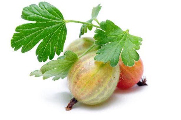 you can freeze the gooseberries for the winter