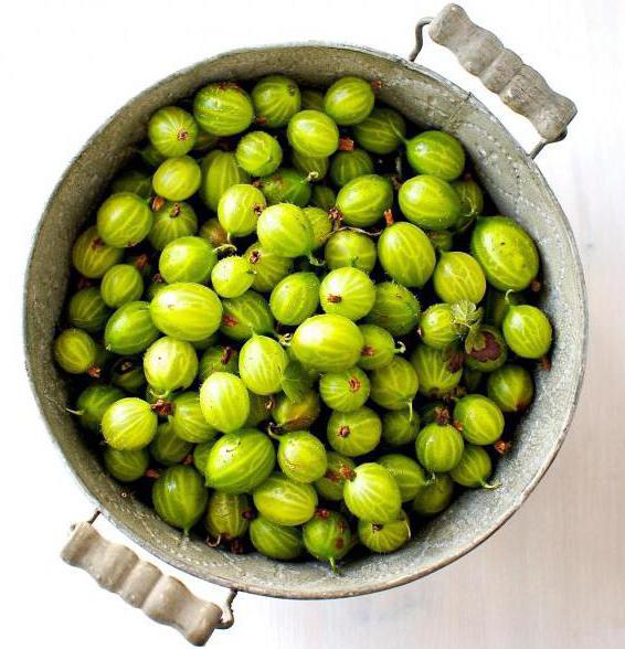 freeze whether the gooseberry for the winter