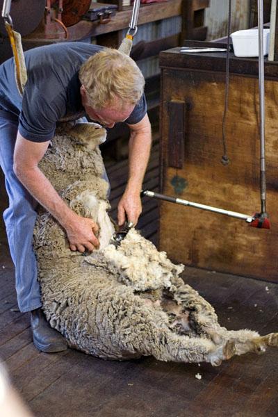 la lana merina los clientes
