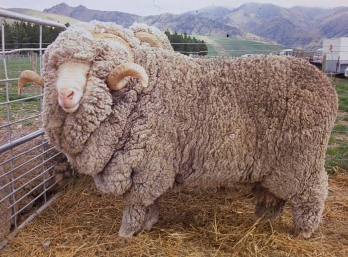 la lana de la oveja merina
