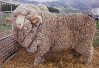 O que dão as ovelhas-мериносы? A lã, e não só!