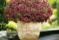Calibrachoa: growing from seed. Garden flowers, calibrachoa: planting and care